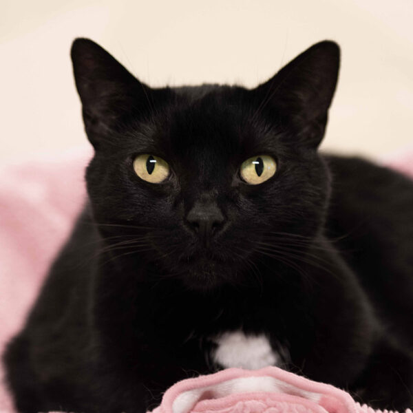 Pet of the Week “Eleanor” – Animal Protection Society Friday Harbor