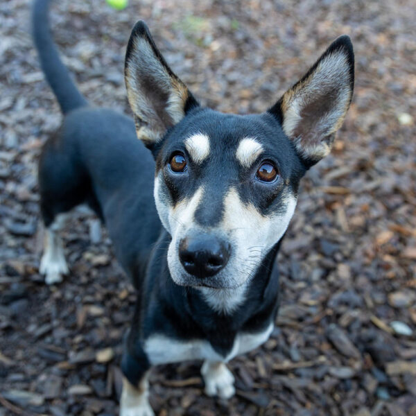 Pet of the Week “Esme” – Animal Protection Society Friday Harbor